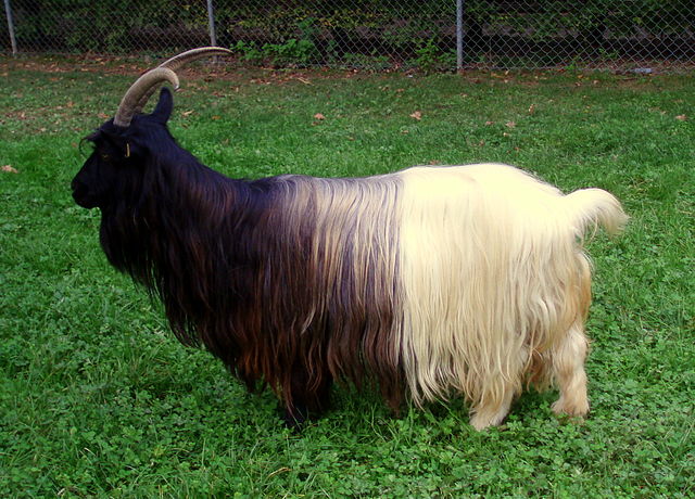 Valais Blackneck goat. Photo by: Nauticashades